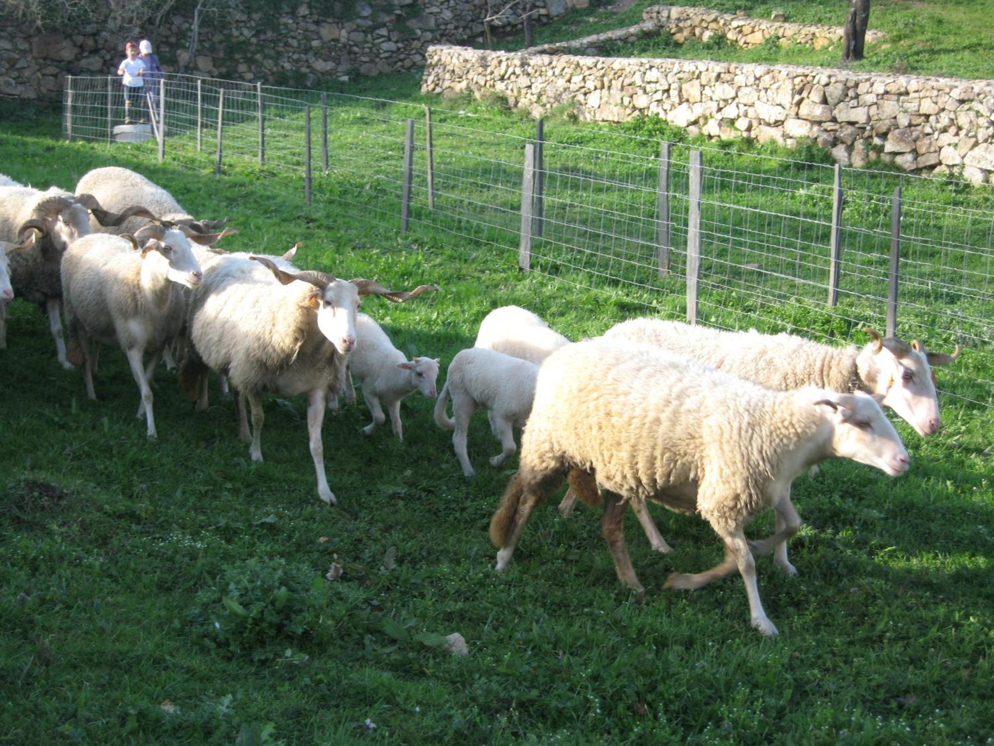 Quinta das Pias - Holiday Farm Pinhel Exterior foto
